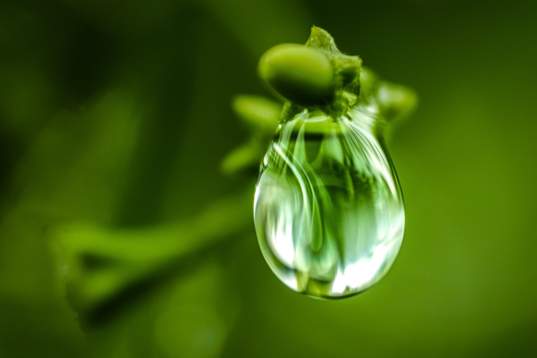 Perfumería sostenible: marcas comprometidas con el medio ambiente